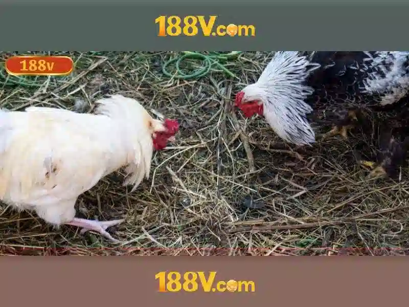 Trải nghiệm người dùng và phản hồi cộng đồng