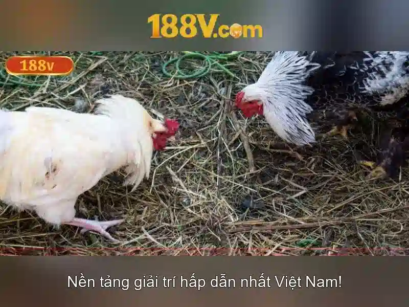 188v tải ứng dụng – Tổng quan chủ đề và giá trị cốt lõi